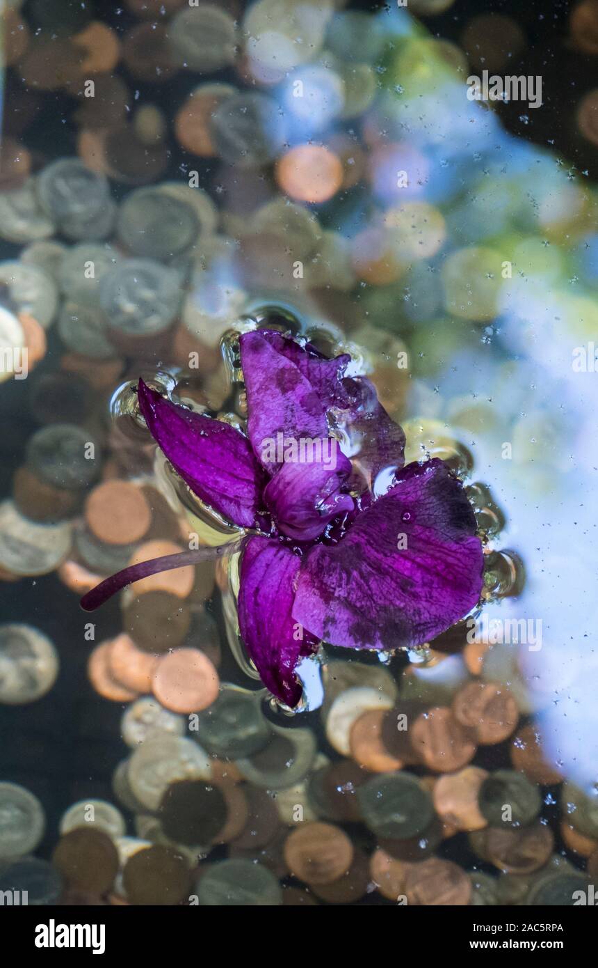 A purple blossom floats over coins thrown into a wishing well at Hawaii Tropical Botanical Garden near Onomea Bay in Papa'ikou near Hilo, Big Island o Stock Photo