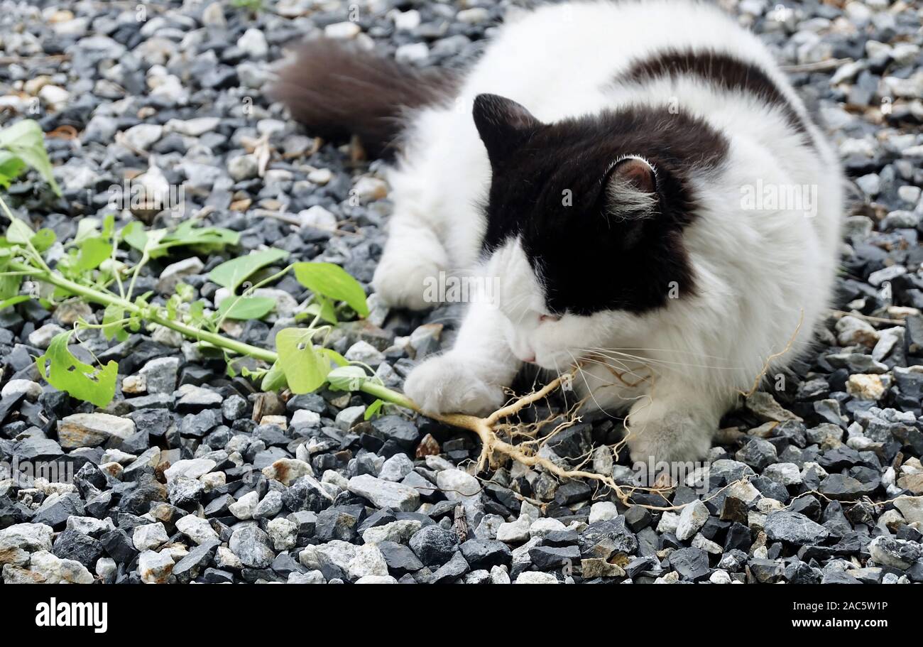 Young Cat Eating The Root of Indian Acalypha, Three Seeded Mercury or ...