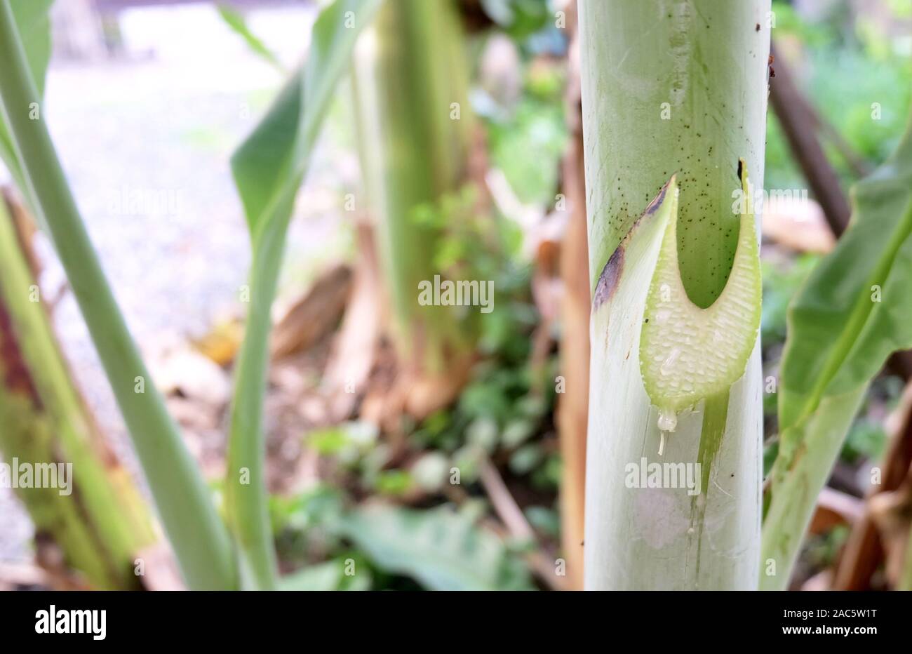 Banana Sap Droping From The Flesh of Banana Tree Trunk. Usually Used as A Practical Adhesive. Stock Photo