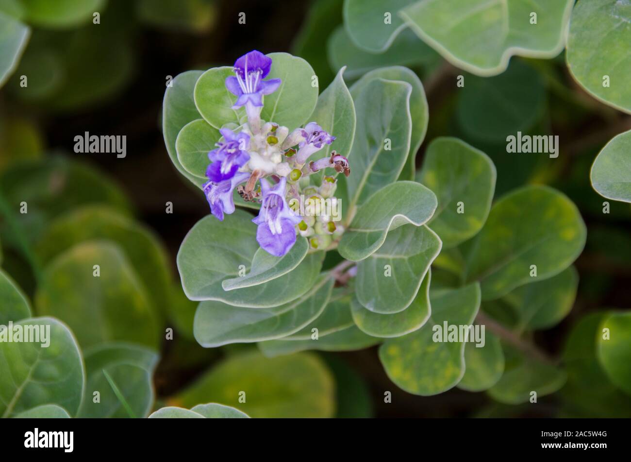 The native Hawaiian plant Pohinahina has bell-shaped flowers with blue violet petals. Stock Photo