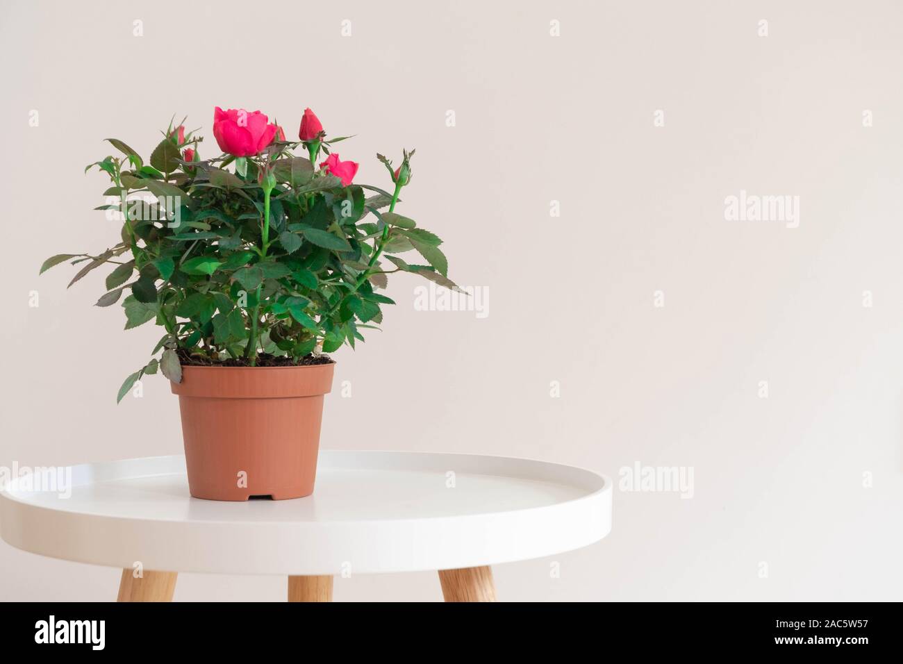 Miniature indoor rose house plant with pink flowers in a plastic pot on