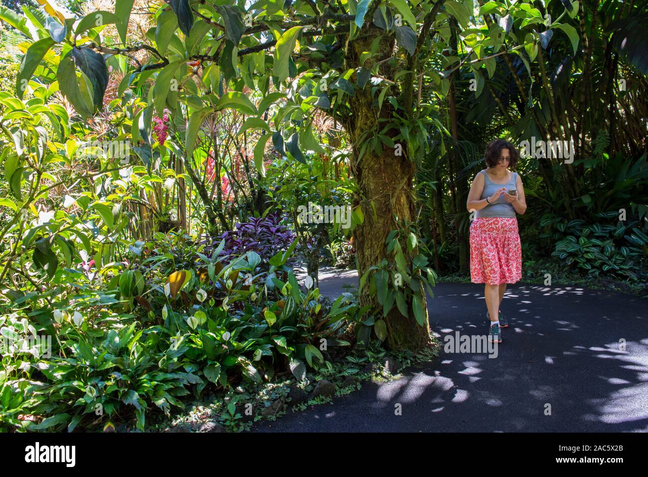 A woman using her cell phone walks through Hawaii Tropical Botanical Gardens in Papa'ikou, just north of Hilo, Big Island of Hawaiʻi. Stock Photo