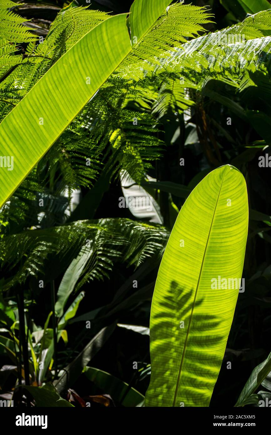 Shadow and light play on green leaves at Hawaii Tropical Botanical Garden near Onomea Bay in Papa'ikou near Hilo, Big Island of Hawai'i. Stock Photo