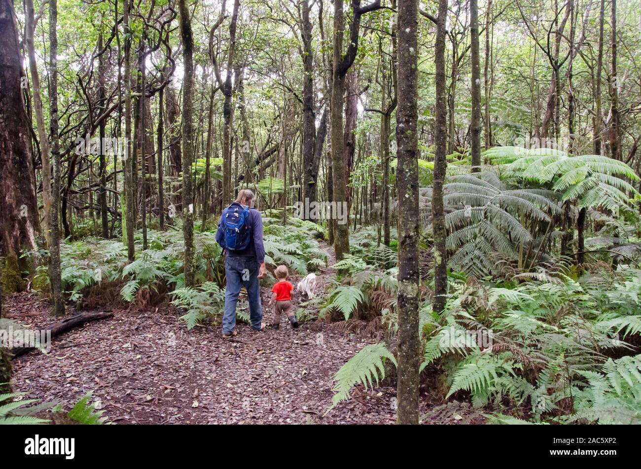 A local man and a young boy with their dog hike along the native forest loop trail at Kalopa State Park, Hamakua Coast, Big Island. Stock Photo