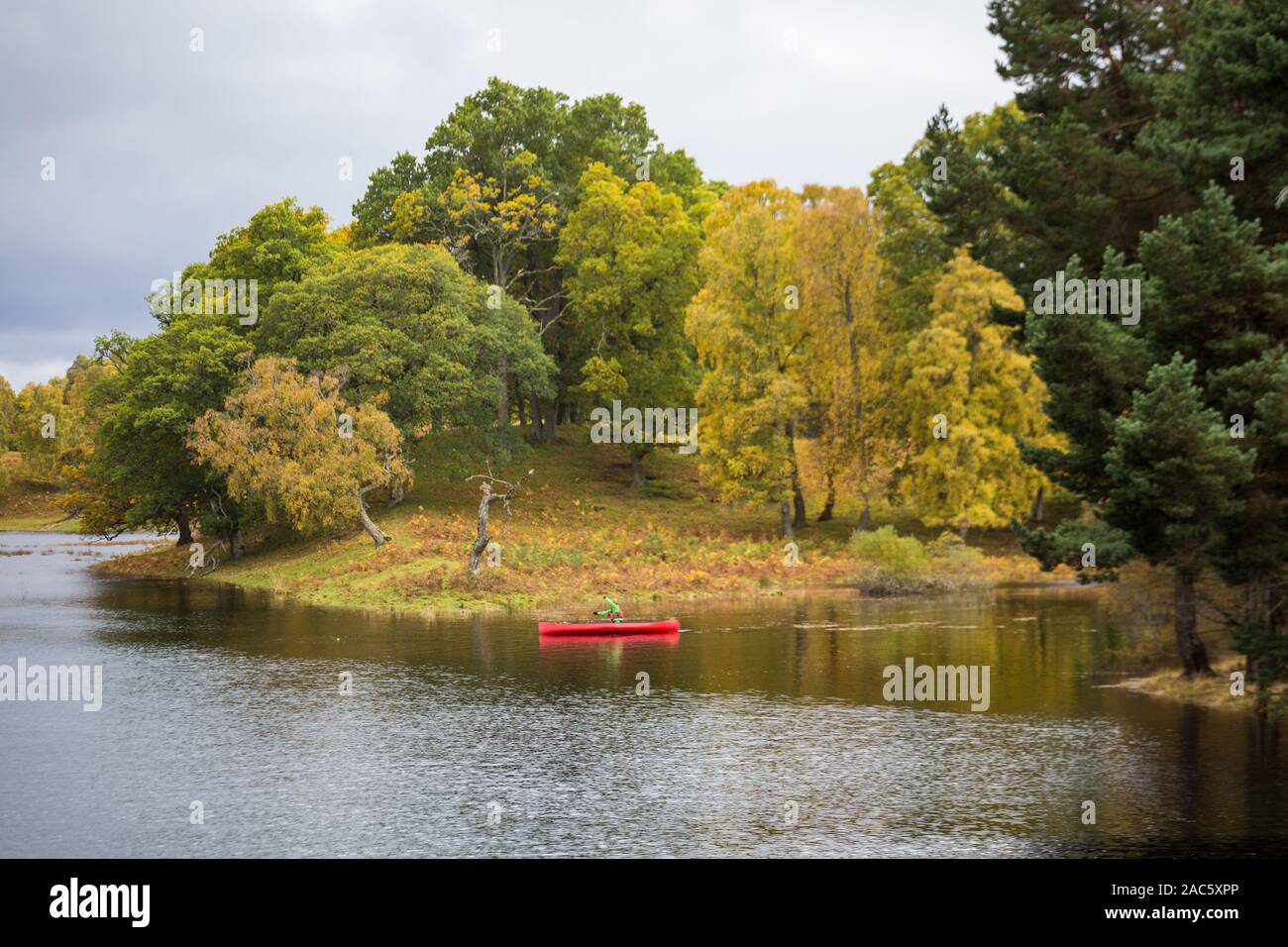 Beautiful and colorful autumn forest in Scotland in clear weather Stock Photo
