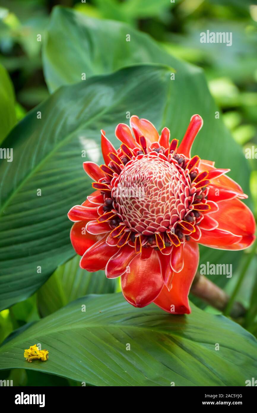 A flowering red torch ginger plant at Hawaii Tropical Botanical Garden near Onomea Bay in Papa'ikou near Hilo, Big Island of Hawai'i. Stock Photo