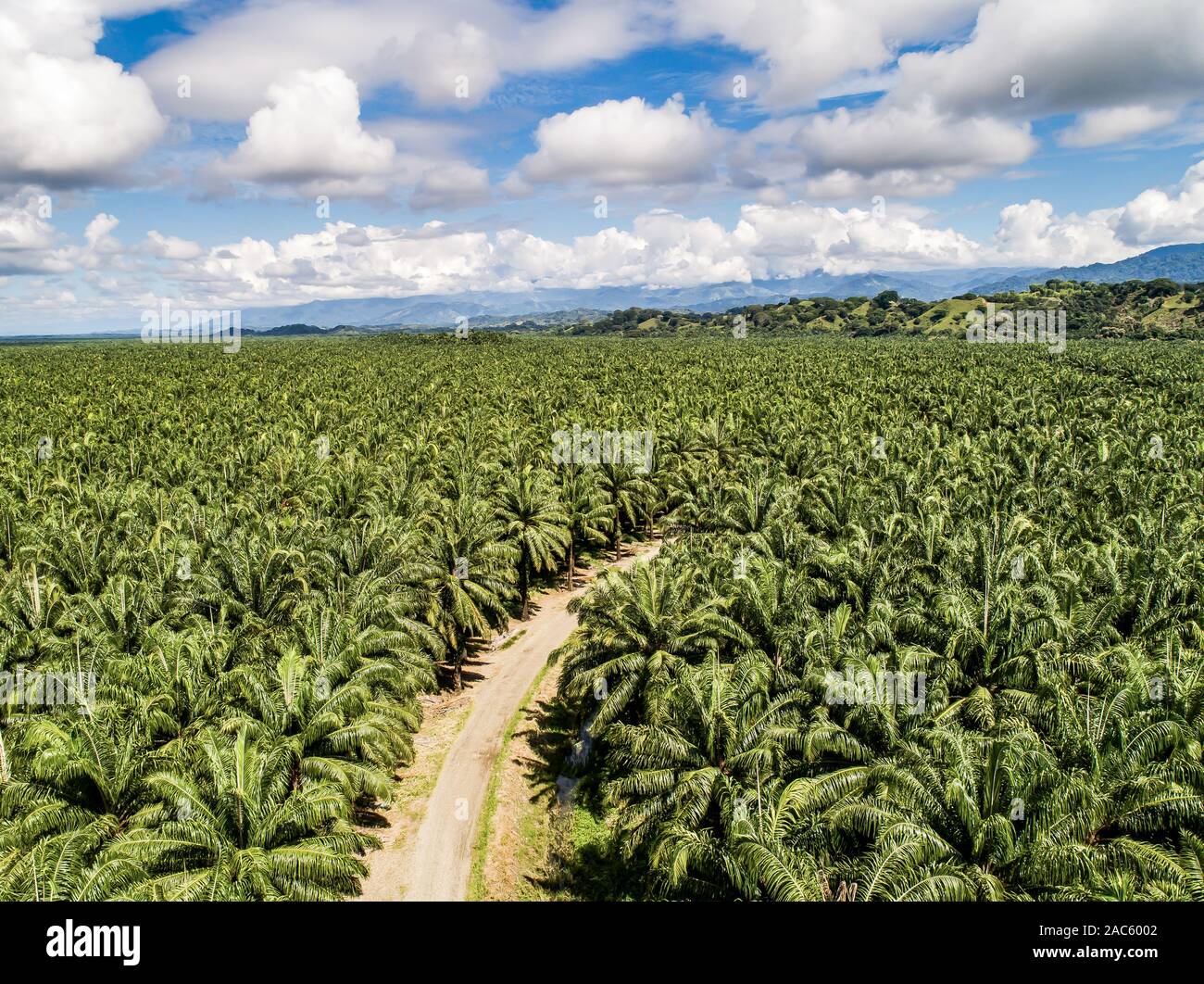 Aerial view of a road inside endless palm tree plantation in Costa Rica
