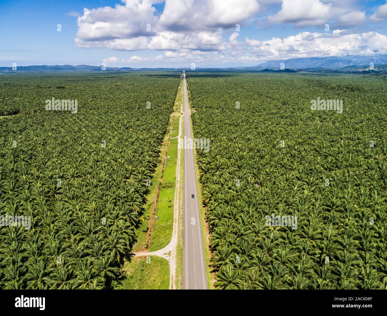 Aerial view of a road inside endless palm tree plantation in Costa Rica