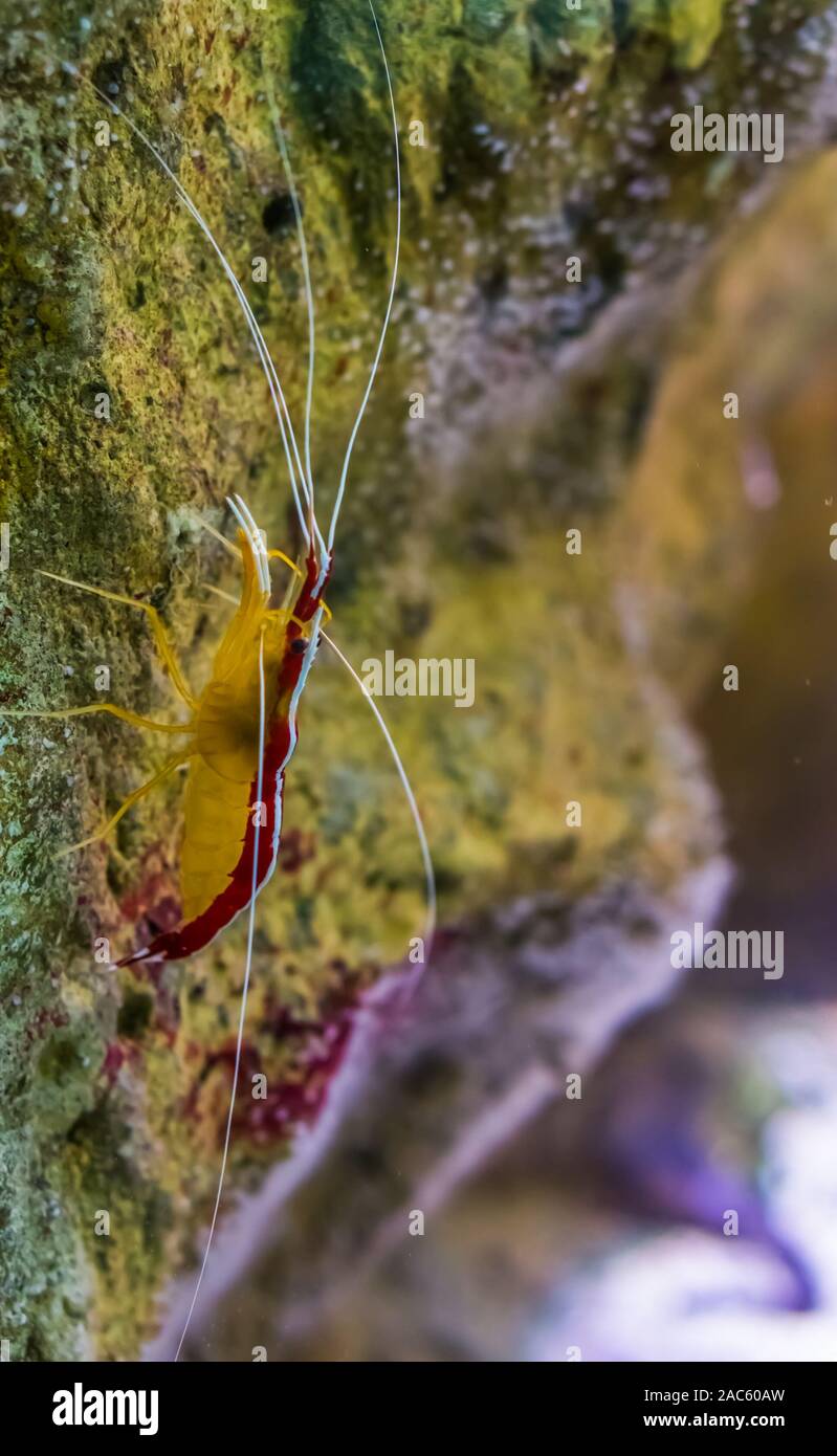 atlantic cleaner shrimp in closeup, colorful prawn from the atlantic ocean Stock Photo