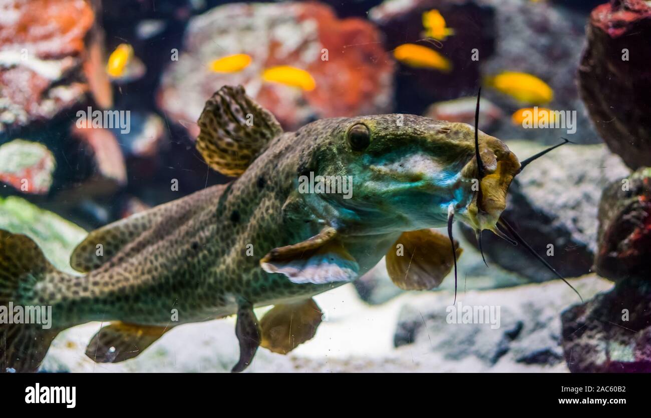 funny closeup of a giraffe catfish opening its mouth, tropical fresh water fish specie from Africa Stock Photo