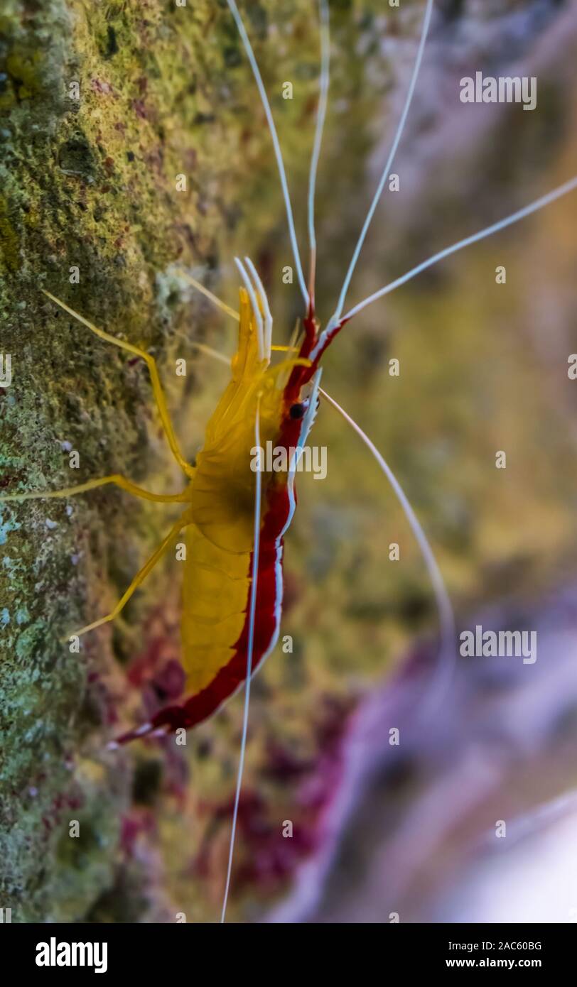 macro closeup of a atlantic cleaner shrimp, colorful prawn from the atlantic ocean Stock Photo