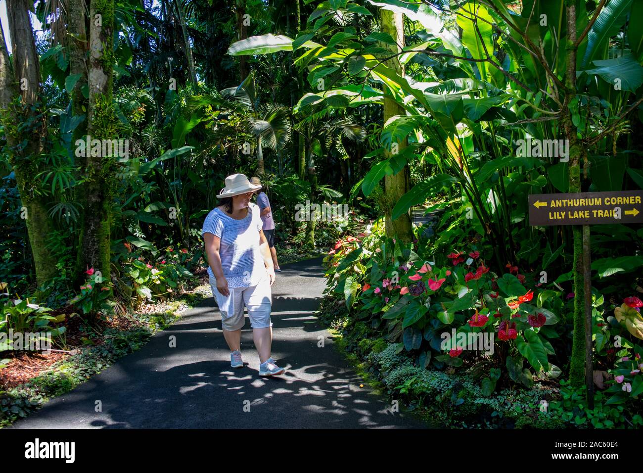 Tourists walk through the Anthurium Corner at Hawaii Tropical Botanical Garden, Papa'ikou, Big Island of Hawaiʻi. Stock Photo