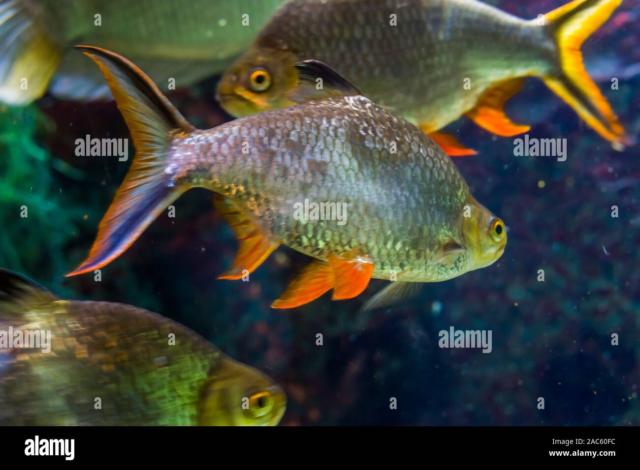 closeup portrait a tinfoil barb, popular tropical aquarium pet in aquaculture, exotic fish specie from Asia Stock Photo