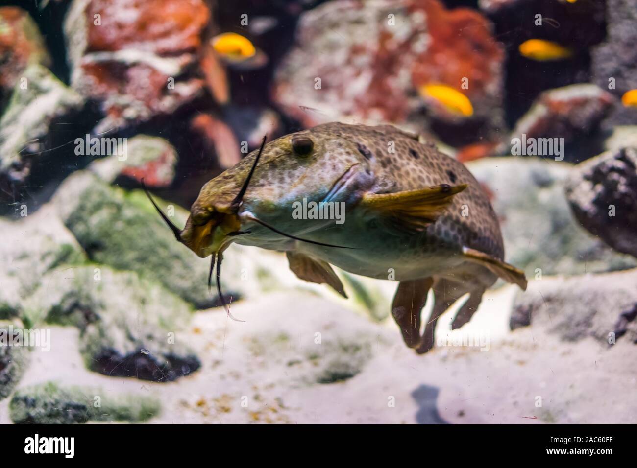 giraffe catfish with its face in closeup, tropical fresh water fish specie from Africa Stock Photo