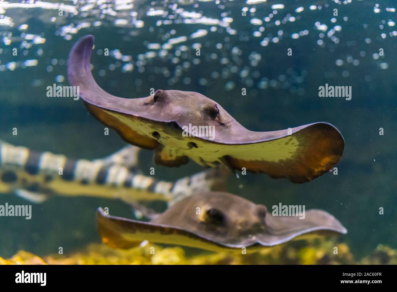 front closeup of a common stingray swimming underwater, popular tropical fish specie from the Atlantic ocean Stock Photo