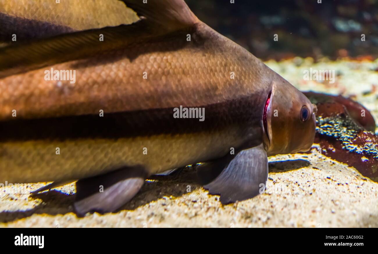 closeup of a chinese high fin banded shark, popular tropical freshwater fish specie from the yangtze river basin of Asia Stock Photo