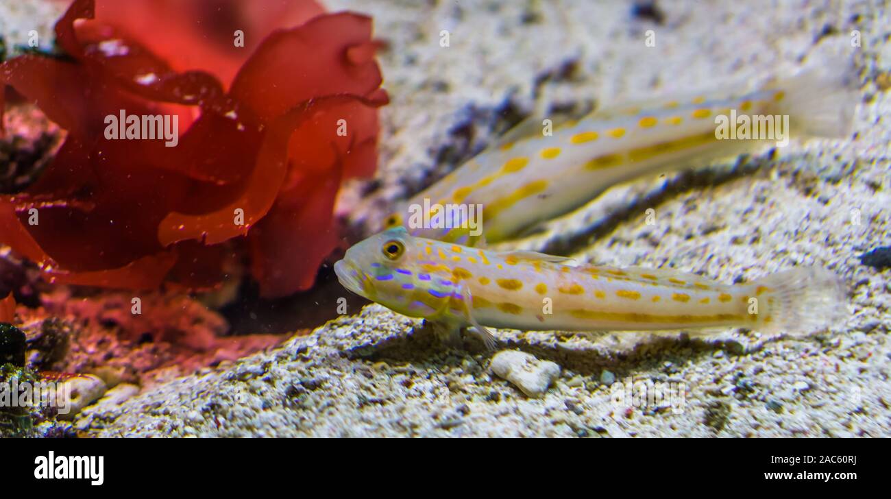 orange spotted sleeper goby in closeup, Sand sifting fish, tropical aquarium pet from the indian ocean Stock Photo