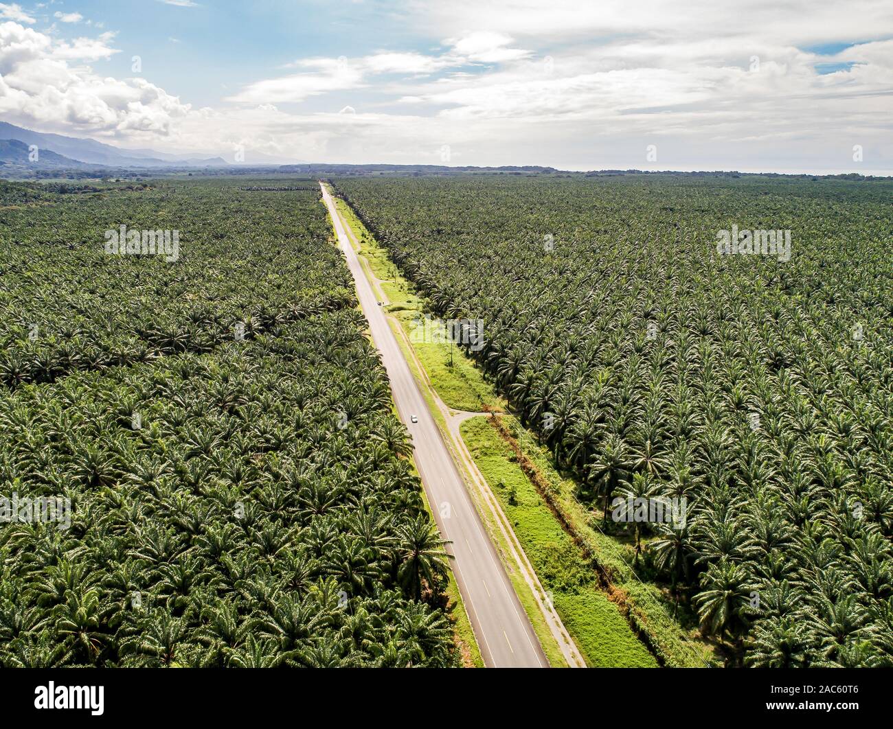 Aerial view of a road inside endless palm tree plantation in Costa Rica