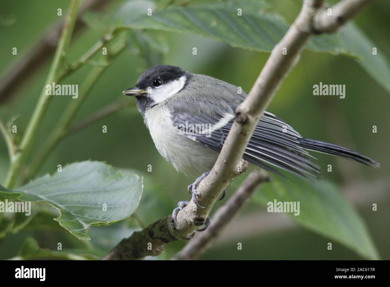 Great tit a common bird in the Netherlands, all year round. getting a nest  in the spring and feed their young ones Stock Photo - Alamy