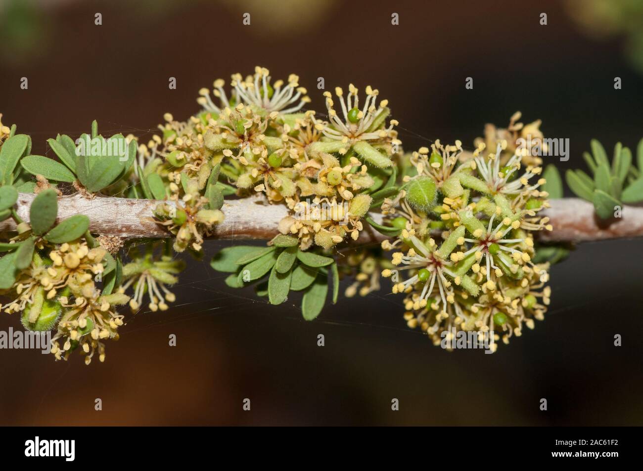 leaf detail, Dwarf bush-cherry, Maerua parvifolia, spitzkoppe, Namibia Stock Photo