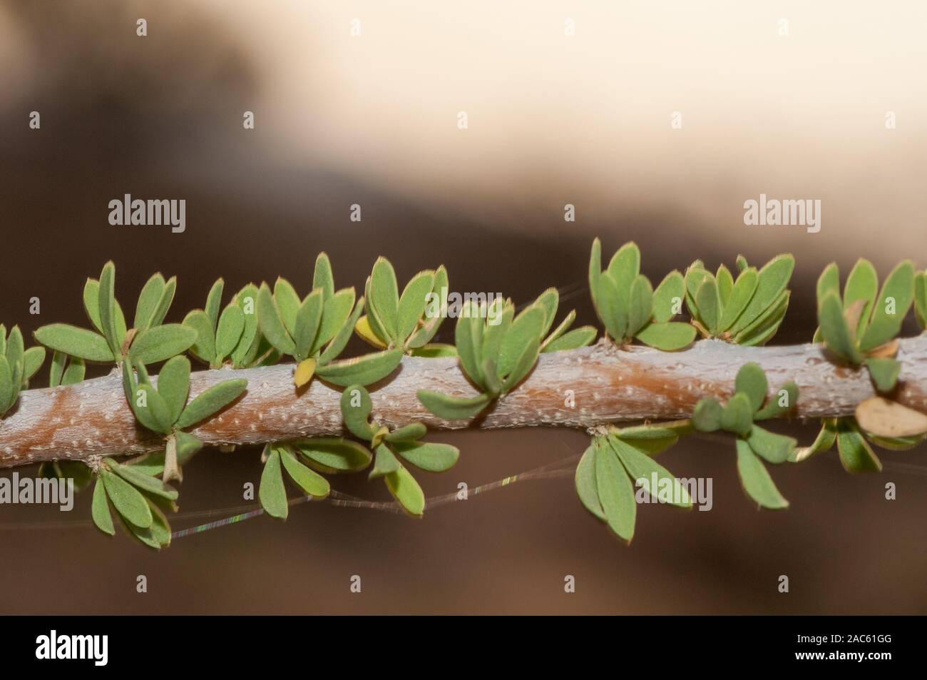 leaf detail, Dwarf bush-cherry, Maerua parvifolia, spitzkoppe, Namibia Stock Photo