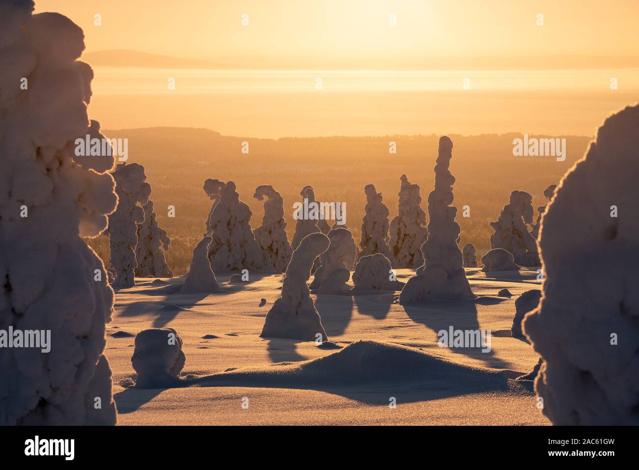 Golden sunrise behind beautiful snow packed trees in Riisitunturi National Park near Ruka, Finland Stock Photo