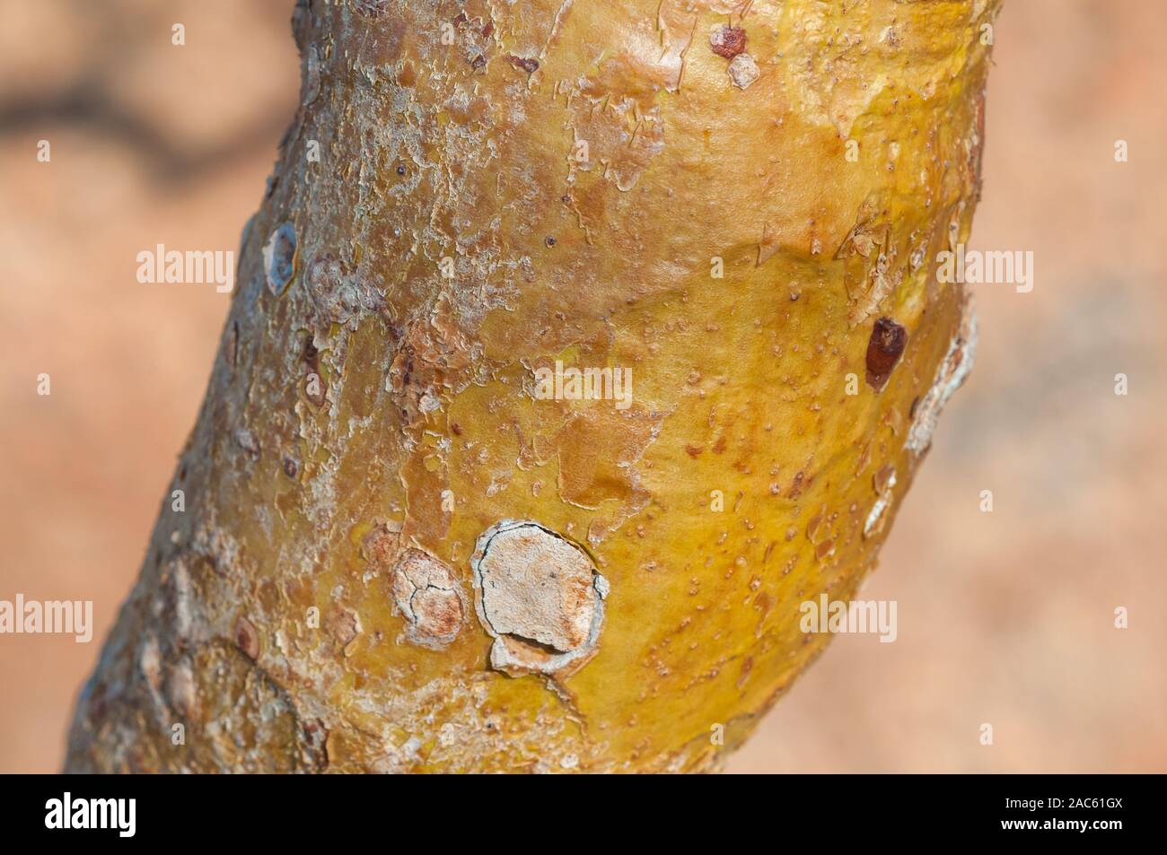 tree bark, quiver tree, Aloidendron dichotomum, spitzkoppe, Namibia Stock Photo