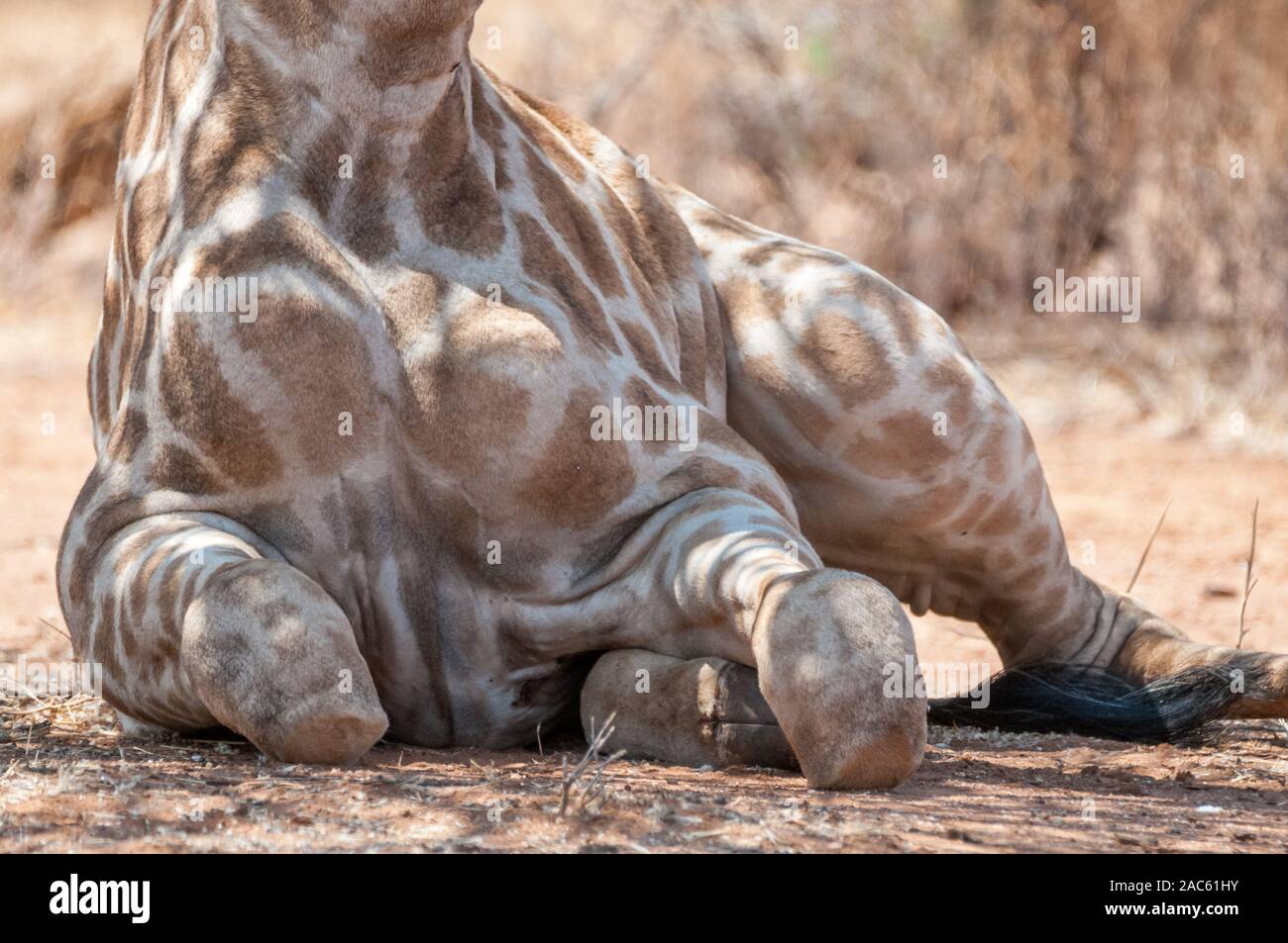 three-horned giraffe, Giraffa camelopardalis, lying on the ground