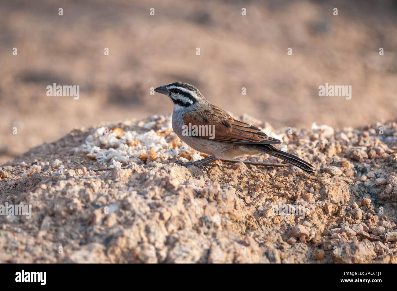 Cape bunting on the ground, Emberiza capensis, Namibia Stock Photo