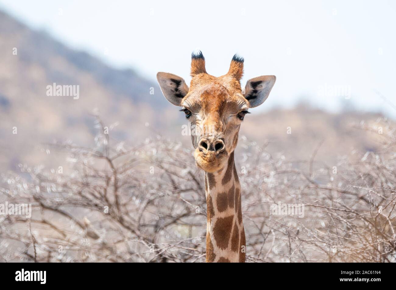 three-horned giraffe, Giraffa camelopardalis, head shoot, Namibia Stock