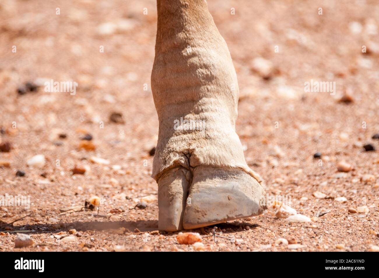 Giraffe hoof hires stock photography and images Alamy