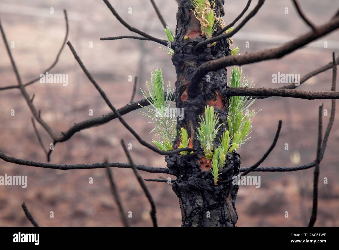 Gran Canaria, November 2019, Nature park Tamadaba three months after wildfire,some  burnt Canary Pines recovering Stock Photo