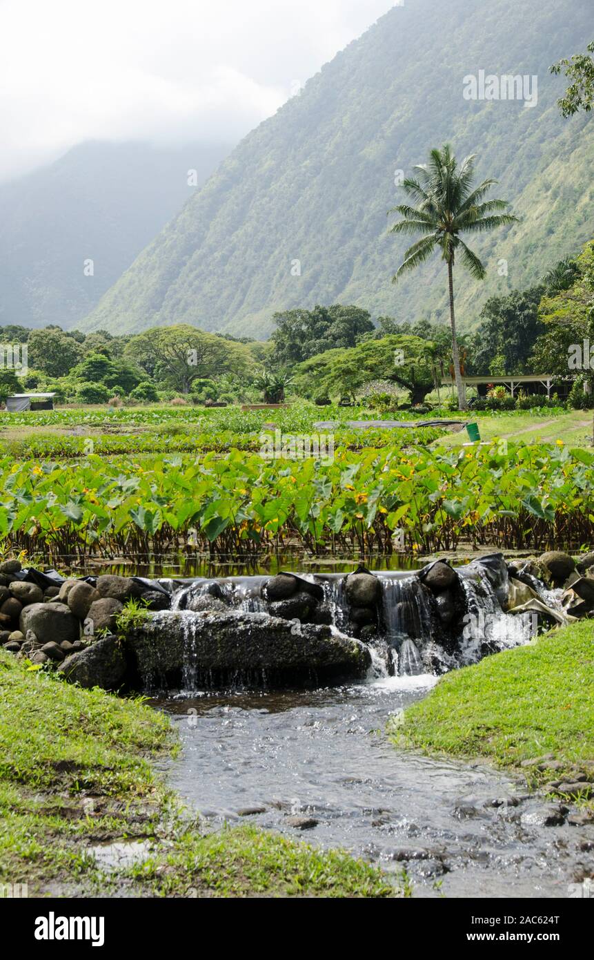 Kalo farming hires stock photography and images Alamy
