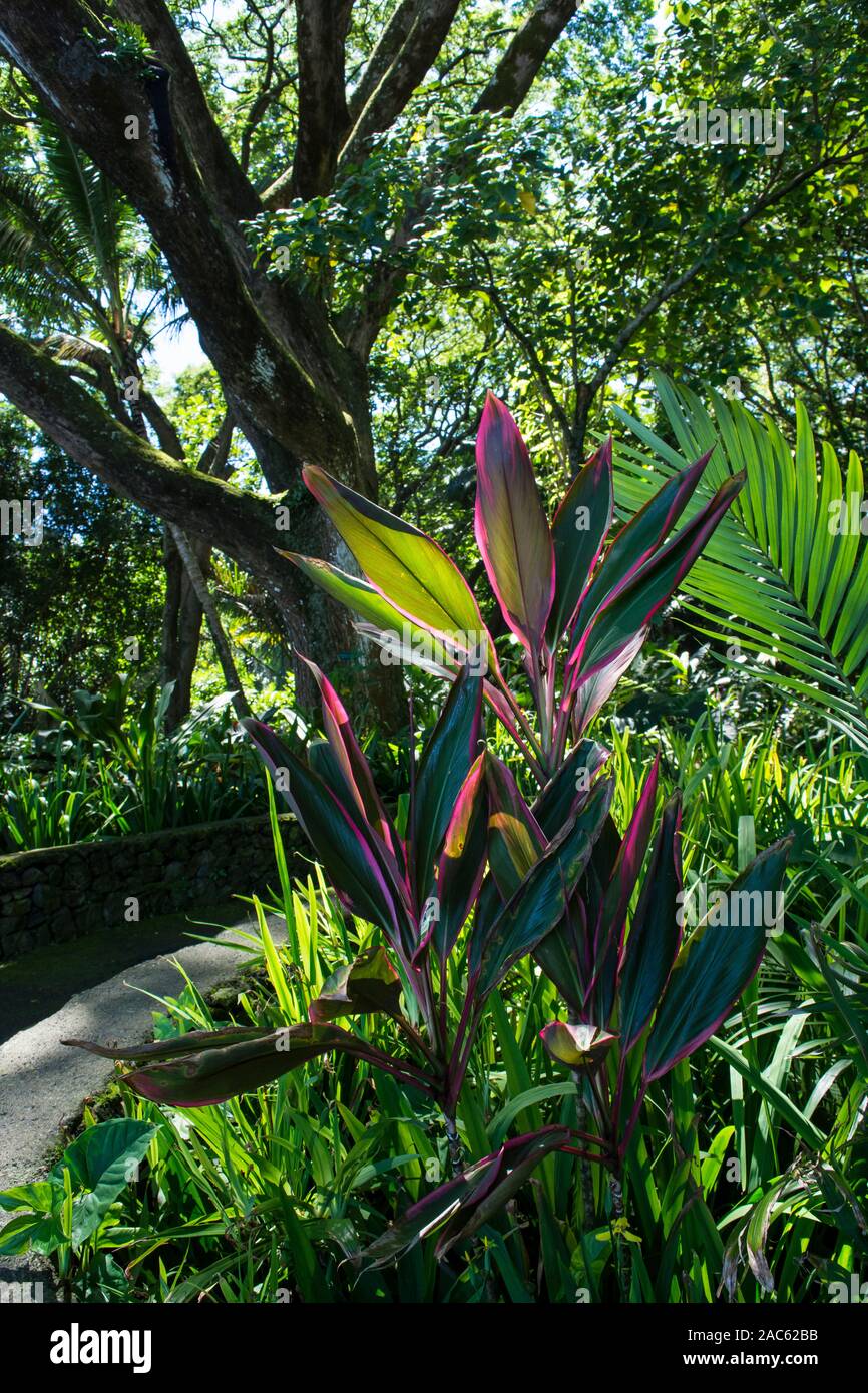 A colorful scene with red and pink ti leaves, palm leaf and a large koa tree along the pathway at Hawaii Tropical Botanical Garden, Papa'ikou (near Hi Stock Photo