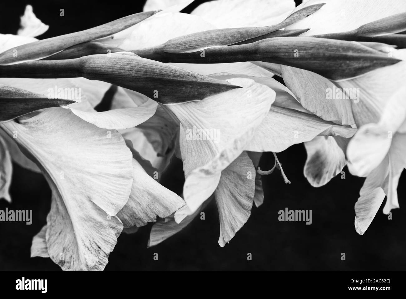 Photo flowers gladiolus Stock Photo