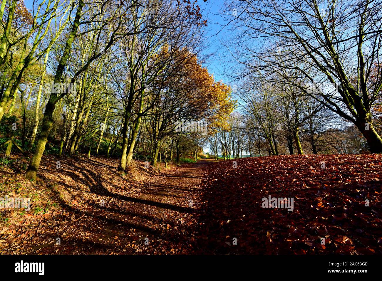 Leaf covered footpath in Bramcote hills park,Nottingham,England,UK Stock Photo Alamy