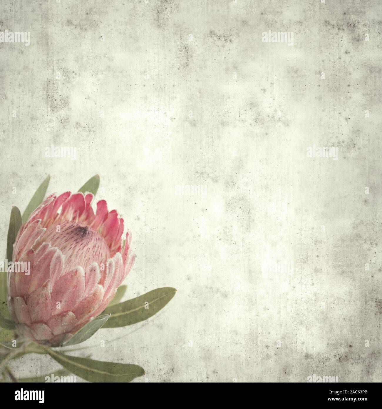 textured stylish old paper background, square, with pink protea flower
