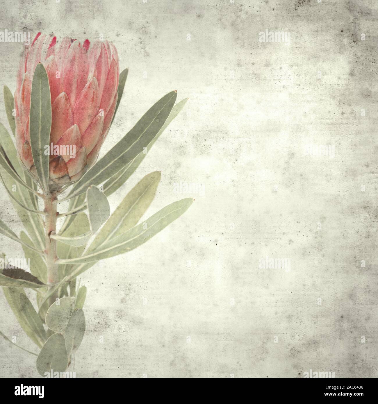 textured stylish old paper background, square, with pink protea flower