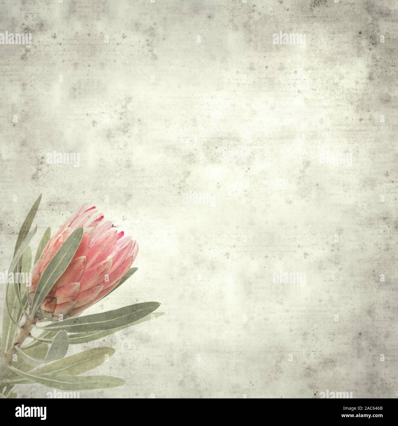 textured stylish old paper background, square, with pink protea flower