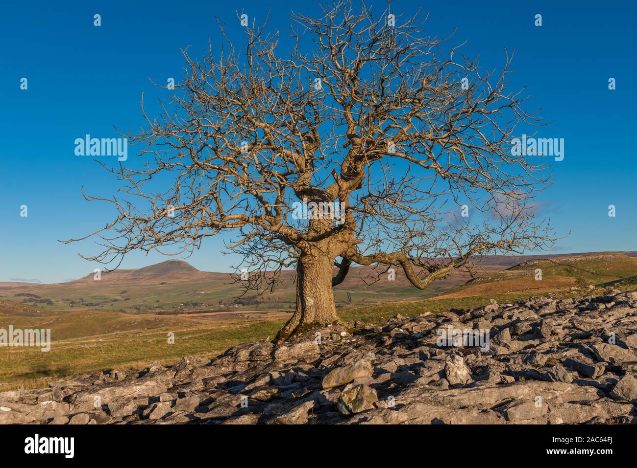 Lone Tree on Pot Scar above Feizor in the Yorkshire Dales Stock Photo