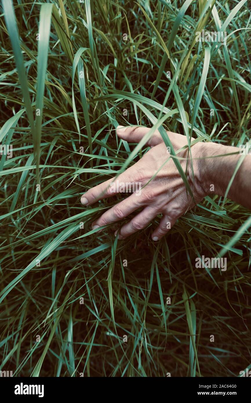 man hand touching green plants feeling the nature Stock Photo Alamy
