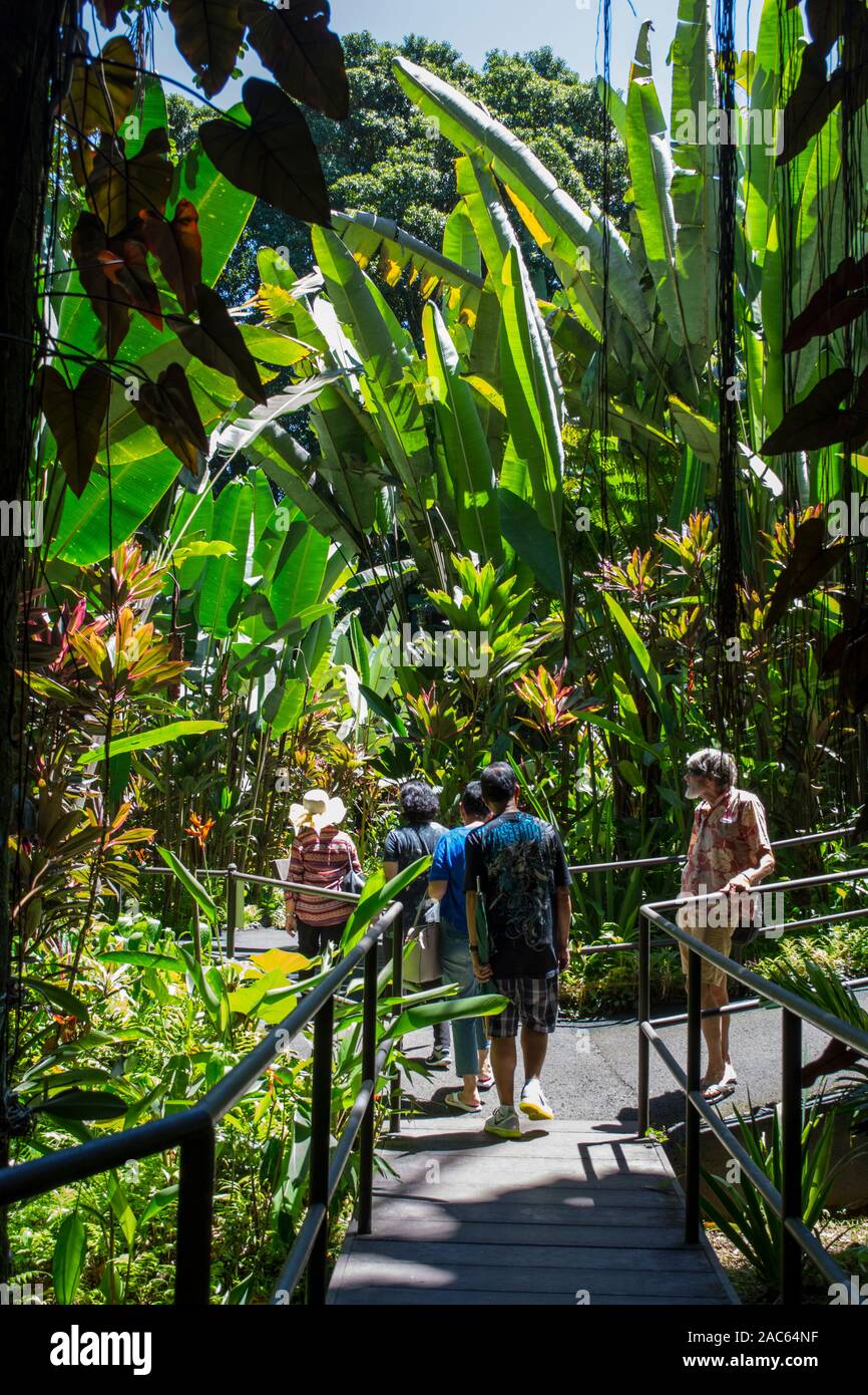 Tourists on the boardwalk near large heliconia plants at the Hawaii Tropical Botanical Garden, Papa'ikou, Big Island of Hawai'i. Stock Photo