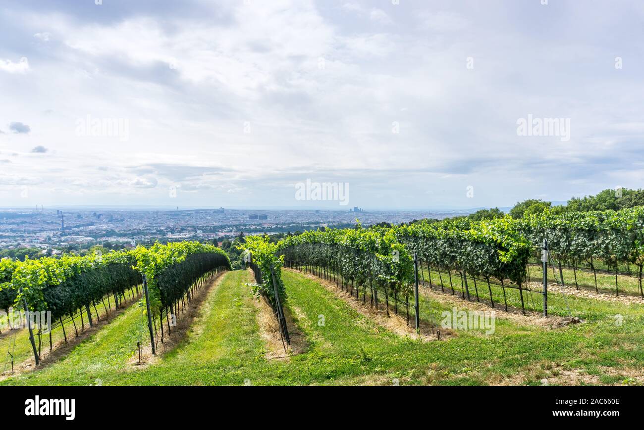 Vineyards, Kahlenberg, Vienna, Austria, Europe Stock Photo Alamy
