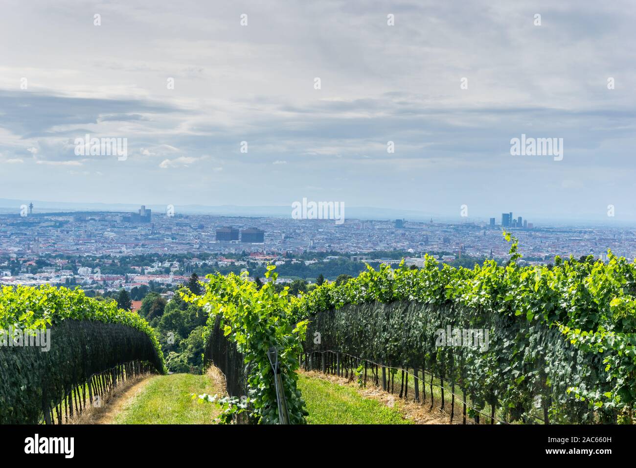 Vineyards, Kahlenberg, Vienna, Austria, Europe Stock Photo Alamy