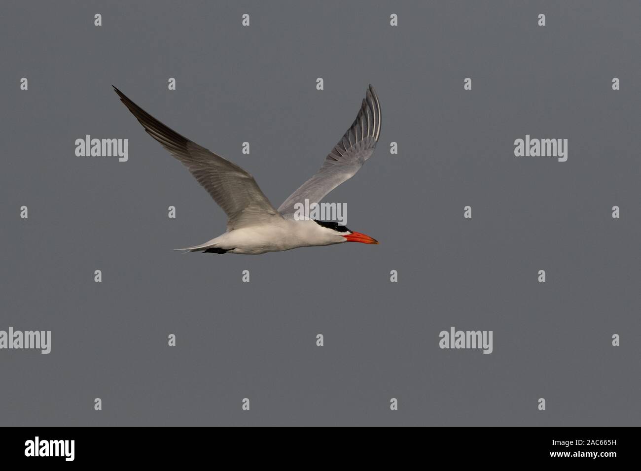 Caspian Tern, Sterna maxima, The gambia, West Africa Stock Photo