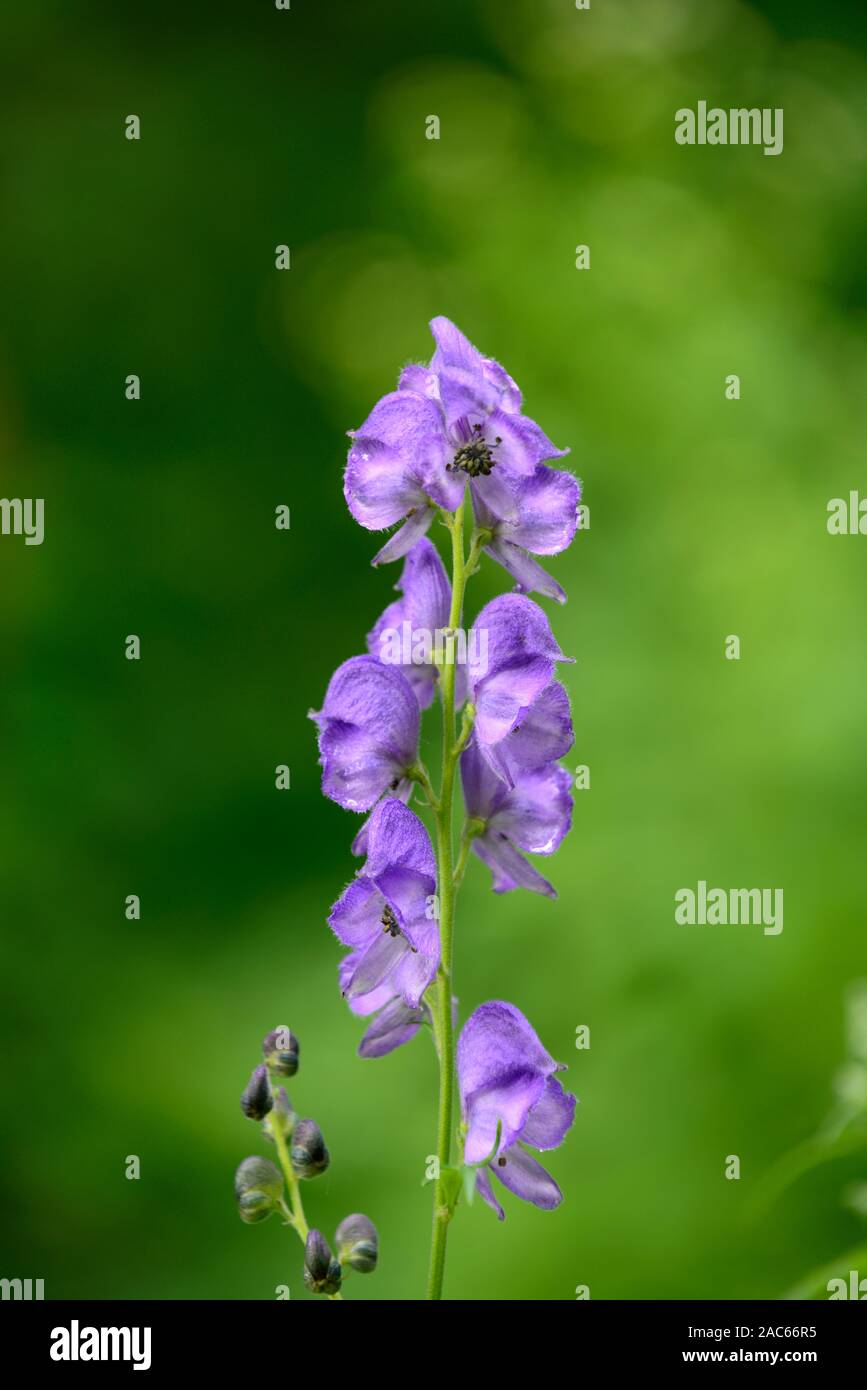 aconitum carmichaelii arendsii,blue,purple,flowers,flowering,autumn,wolfsbane,monkshood,RM Floral Stock Photo