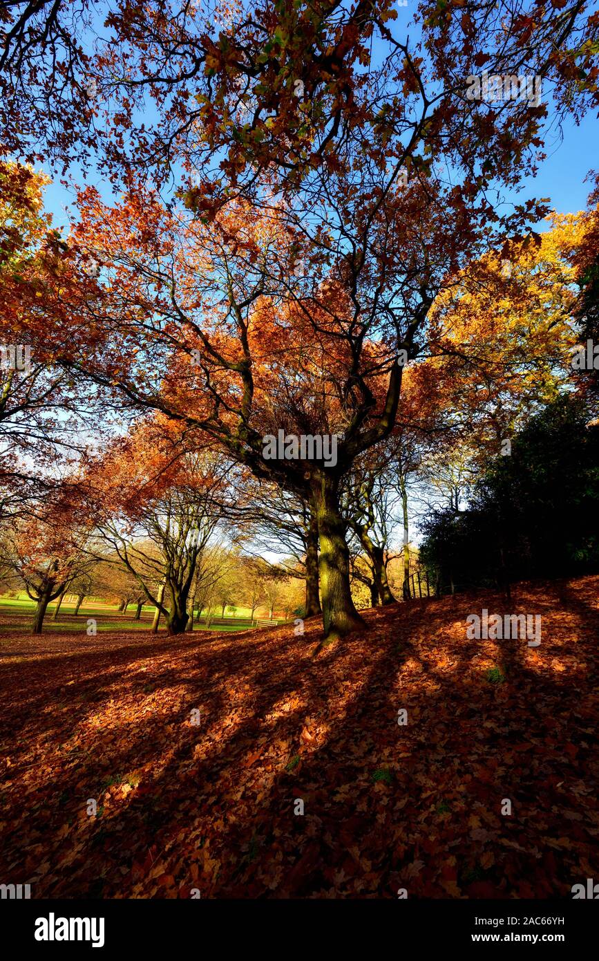 Autumn tree with leaves on the ground,Bramcote hills park,Nottingham,England,UK Stock Photo
