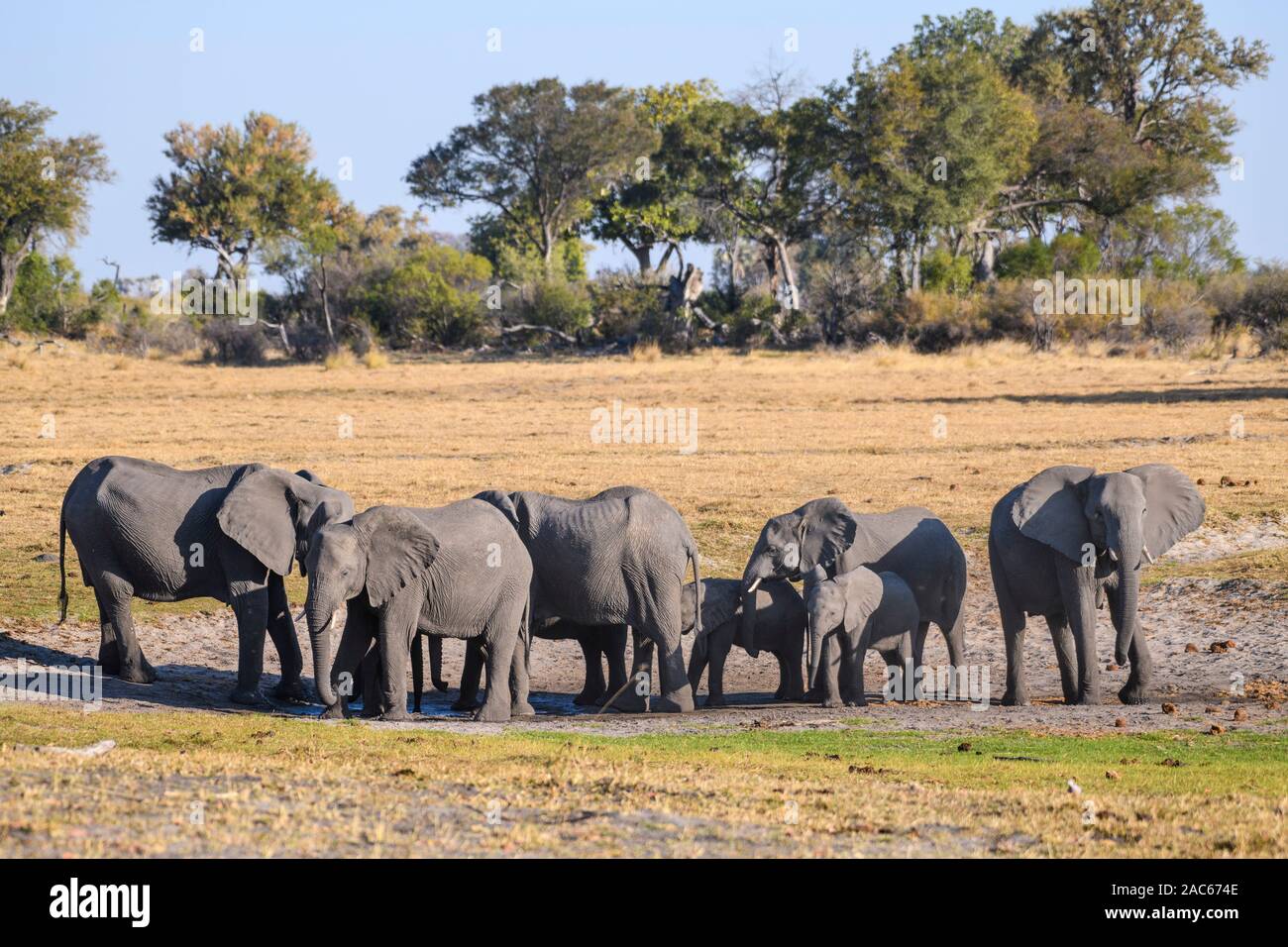 Herd of African Elephant, Loxodonta africana, at a waterhole, Macatoo, Okavango Delta, Botswana Stock Photo