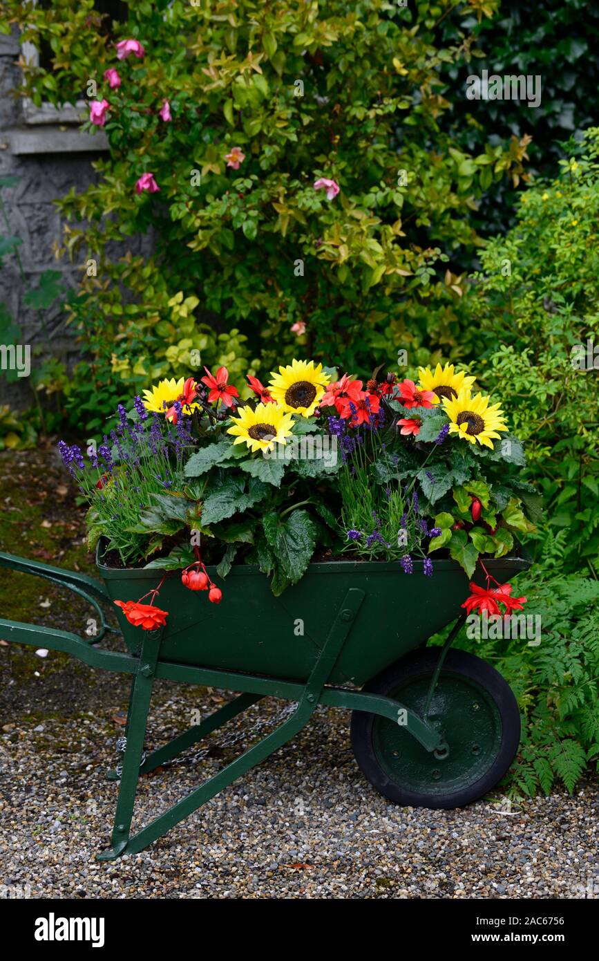 bedding flower display,wheelbarrow,container,displays,begonia,lavender