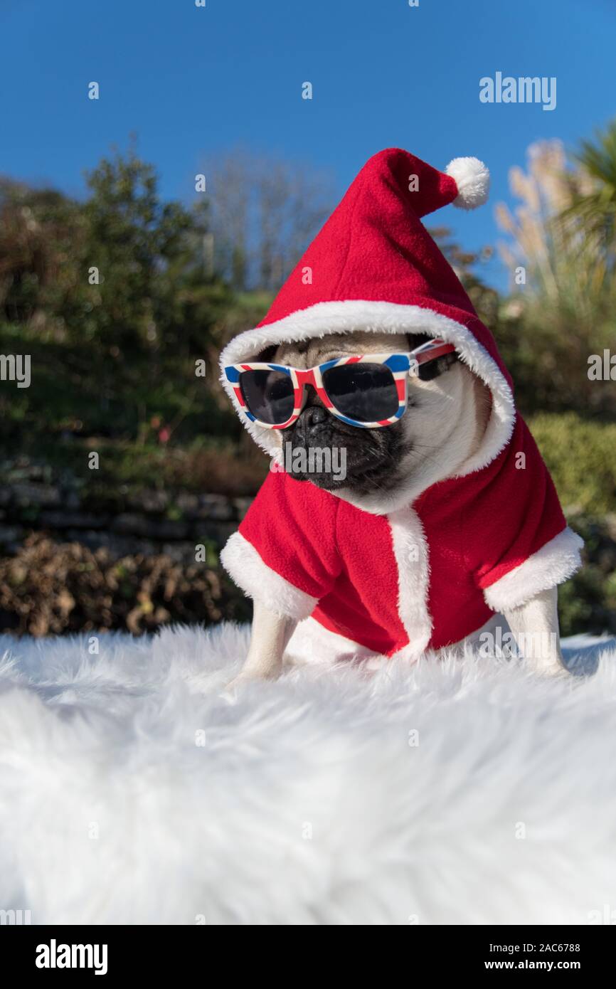 Cute pug dog dressed as Santa with sunglasses on outside Stock Photo